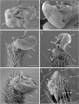 Frontiers Mechanical Interaction Of The Egg Parasitoid Anastatus